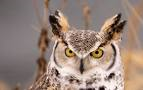 Amherst Island is a favoured spot for owls, and other birds